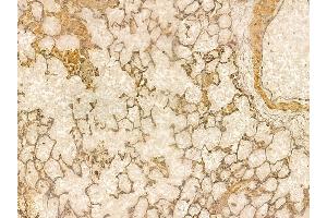 NPNT Mouse Monoclonal Antibody at 1/100 staining rat lung tissue by IHC-P. (Nephronectin anticorps)