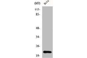 Western Blot analysis of HeLa cells using Claudin-1 Polyclonal Antibody (Claudin 1 anticorps  (C-Term))