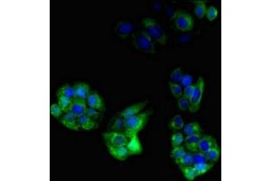 Immunofluorescent analysis of PC-3 cells using ABIN7162895 at dilution of 1:100 and Alexa Fluor 488-congugated AffiniPure Goat Anti-Rabbit IgG(H+L)
