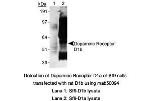 Image no. 1 for anti-Dopamine Receptor D5 (DRD5) (C-Term) antibody (ABIN363248) (DRD5 anticorps  (C-Term))