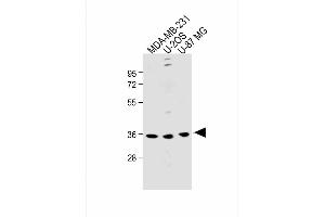 All lanes : Anti-OR6C3 Antibody (Center) at 1:1000 dilution Lane 1: MDA-MB-231 whole cell lysate Lane 2: U-2OS whole cell lysate Lane 3: U-87 MG whole cell lysate Lysates/proteins at 20 μg per lane. (OR6C3 anticorps  (AA 203-238))