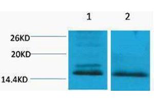 Western Blotting (WB) image for anti-Histone H4 (2meLys59) antibody (ABIN3178806) (Histone H4 anticorps  (2meLys59))