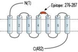 anti-Complement Component 3a Receptor 1 (C3AR1) (2nd Extracellular Loop), (AA 276-287) antibody