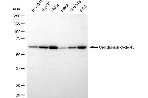 anti-Cell Division Cycle 45 Homolog (S. Cerevisiae) (CDC45) antibody