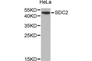 Western blot analysis of extracts of HeLa cells, using SDC2 antibody (ABIN1874709) at 1:1000 dilution. (Syndecan 2 anticorps)