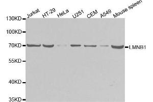 Western blot analysis of extracts of various cell lines, using LMNB1 antibody. (Lamin B1 anticorps  (AA 397-586))