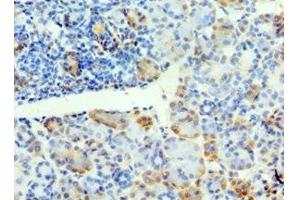 Immunohistochemistry of paraffin-embedded human pancreatic tissue using ABIN7171159 at dilution of 1:100 (SYT4 anticorps  (AA 38-190))