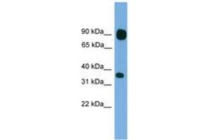 Image no. 1 for anti-Protocadherin beta 15 (PCDHB15) (AA 35-84) antibody (ABIN6744858) (PCDHB15 anticorps  (AA 35-84))