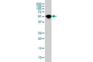 NR1H4 monoclonal antibody (M01), clone 1G11 Western Blot analysis of NR1H4 expression in HepG2 . (NR1H4 anticorps  (AA 363-472))