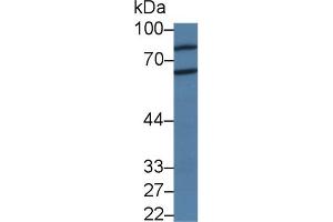 Western Blot; Sample: Rat Cerebrum lysate; Primary Ab: 3µg/ml Rabbit Anti-Human PADI2 Antibody Second Ab: 0.