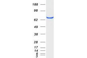 Validation with Western Blot