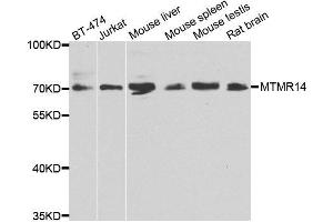 Western blot analysis of extracts of various cell lines, using MTMR14 antibody.
