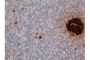 Formalin Fixed, Paraffin Embedded Human pancreas stained with Mouse anti Pig Insulin Antibody Cat. (Insulin anticorps)