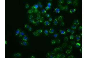 Anti-MAPK11 mouse monoclonal antibody (ABIN2453276) immunofluorescent staining of COS7 cells transiently transfected by pCMV6-ENTRY MAPK11 (RC206583). (MAPK11 anticorps)