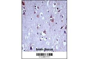 KCNC1 Antibody immunohistochemistry analysis in formalin fixed and paraffin embedded human brain tissue followed by peroxidase conjugation of the secondary antibody and DAB staining.