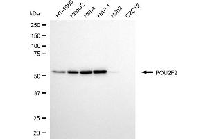 anti-POU domain, class 2, transcription factor 2 (POU2F2) antibody