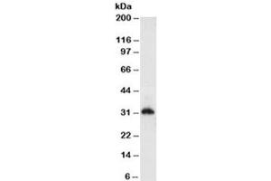 Western blot testing of HeLa cell lysate (nuclear fraction) with Histone antibody (clone AE-4). (Histone anticorps)
