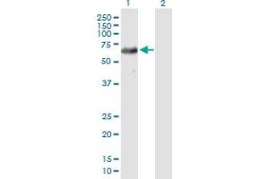 Western Blot analysis of USP39 expression in transfected 293T cell line by USP39 MaxPab polyclonal antibody. (USP39 anticorps  (AA 1-565))