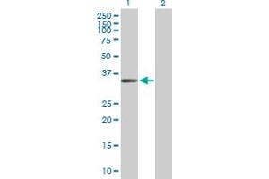 Western Blot analysis of FLJ11806 expression in transfected 293T cell line by FLJ11806 MaxPab polyclonal antibody. (ZC3H14 anticorps  (AA 1-306))