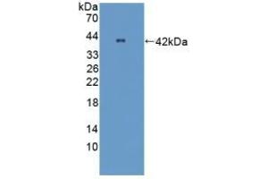 Detection of Recombinant OPTN, Mouse using Polyclonal Antibody to Optineurin (OPTN) (OPTN anticorps  (AA 1-300))