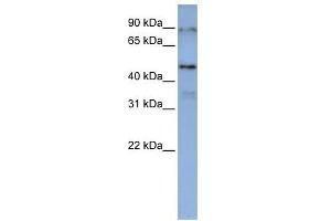 DAZAP1 antibody used at 1 ug/ml to detect target protein. (DAZAP1 anticorps  (Middle Region))