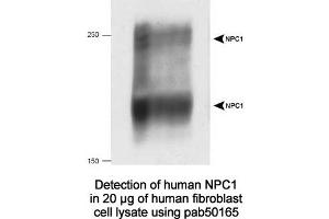 Image no. 2 for anti-Niemann-Pick Disease, Type C1 (NPC1) (C-Term) antibody (ABIN363474) (NPC1 anticorps  (C-Term))