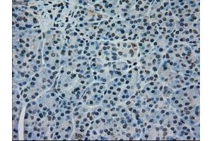 Image no. 3 for anti-Mitogen-Activated Protein Kinase 1 (MAPK1) antibody (ABIN1499289)