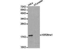 Western blot analysis of extracts of HeLa cell line and H3 protein expressed in E. (Histone 3 anticorps  (H3R26me))