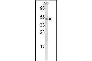 Western blot analysis of FLI1 antibody in 293 cell line lysates (35ug/lane) (FLI1 anticorps  (N-Term))
