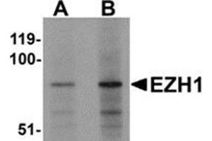 Western blot analysis of EZH1 in mouse lung tissue lysate with EZH1 antibody at (A) 1 and (B) 2 μg/ml. (EZH1 anticorps  (N-Term))