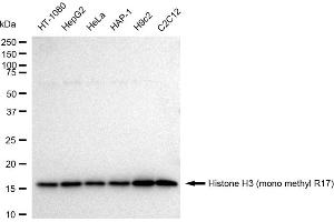 Western blotting analysis using Histone H3 (mono methyl R17) antibody (ABIN7798963).