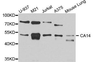 Western blot analysis of extract of various cells, using CA14 antibody. (CA14 anticorps)