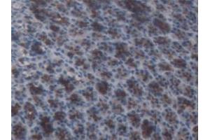 IHC-P analysis of Rat Stomach Tissue, with DAB staining. (AGT anticorps)
