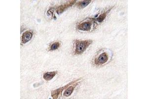 IHC analysis of FFPE human brain tissue stained with GRB2 antibody