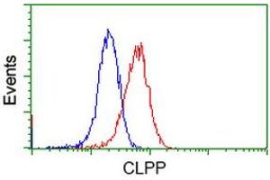 Image no. 3 for anti-ClpP Caseinolytic Peptidase, ATP-Dependent, Proteolytic Subunit Homolog (E. Coli) (CLPP) antibody (ABIN1497536) (CLPP anticorps)
