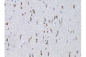 Immunohistochemistry of paraffin-embedded mouse brain using NGF antibody (ABIN6293296) at dilution of 1:75 (40x lens). (Nerve Growth Factor anticorps)