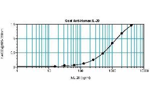 Image no. 1 for anti-Interleukin 20 (IL20) antibody (ABIN465437) (IL-20 anticorps)