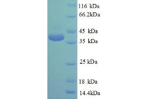 SDS-PAGE (SDS) image for cAMP Responsive Element Binding Protein 1 (CREB1) (AA 1-341), (full length) protein (His tag) (ABIN5709323)