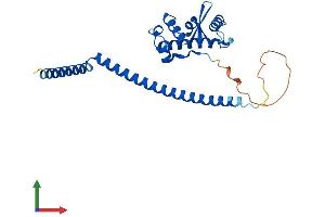 AlphaFold protein structure predicition of Mouse Recombinant Ska1 Protein, UniprotID Q9CPV1