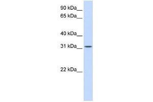 WB Suggested Anti-BCAS2 Antibody Titration:  0. (BCAS2 anticorps  (Middle Region))