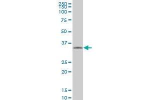 TAZ monoclonal antibody (M13), clone 1F11. (TAZ anticorps  (AA 1-262))