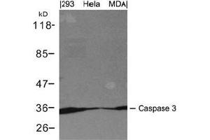 Western blot analysis of extracts from 293, Hela and MDA cells using Caspase 3. (Caspase 3 anticorps  (AA 29-33))