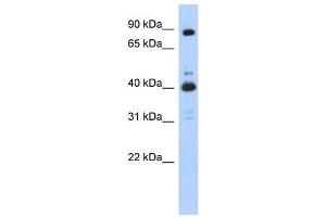 CDK9 antibody (70R-10466) used at 0. (CDK9 anticorps  (N-Term))