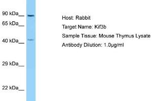 Host: Rabbit Target Name: Kif3b Sample Type: Mouse Thymus lysates Antibody Dilution: 1. (KIF3B anticorps  (Middle Region))