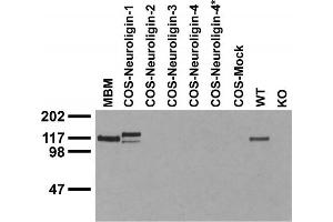Immunoblot against crude membranes from adult mouse brain (MBM), extracts of COS cells transiently transfected with Neuroligin-1, -2, -3, -4 or -4* plasmid and extracts of brains from wild-type (WT) and Neuroligin-1 knockout (KO) mice probed with N97A/31 TC supe.