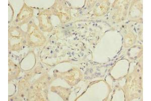 Immunohistochemistry of paraffin-embedded human kidney tissue using ABIN7168673 at dilution of 1:100 (SECTM1 anticorps  (AA 29-145))