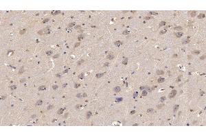 Detection of NRG4 in Human Cerebrum Tissue using Monoclonal Antibody to Neuregulin 4 (NRG4)