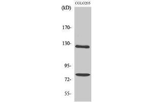 Western Blotting (WB) image for anti-Collagen, Type I, alpha 2 (COL1A2) (Internal Region) antibody (ABIN3174479) (COL1A2 anticorps  (Internal Region))