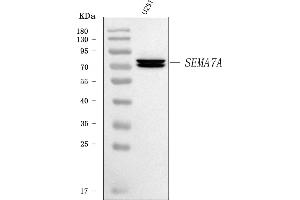 Western blot analysis of Semaphorin 7a/SEMA7A using anti-Semaphorin 7a/SEMA7A antibody (ABIN7601045).