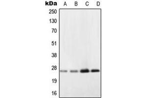 Western blot analysis of NDUFV2 expression in A431 (A), Ramos (B), HepG2 (C), NIH3T3 (D) whole cell lysates. (NDUFV2 anticorps  (Center))